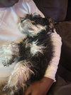 Nacho - Photo 2
