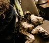 Nacho - Photo 4