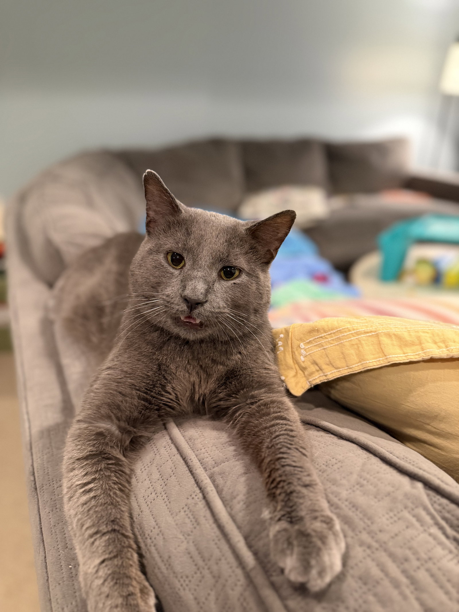 Earl Grey  Domestic Short Hair (short coat) Male