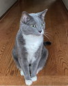 Whiskey (front declaw) - Photo 1