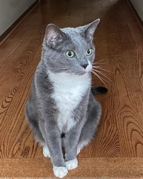 WHISKEY (FRONT DECLAW) - Domestic Short Hair available for adoption