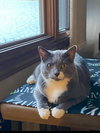 Whiskey (front declaw) - Photo 2