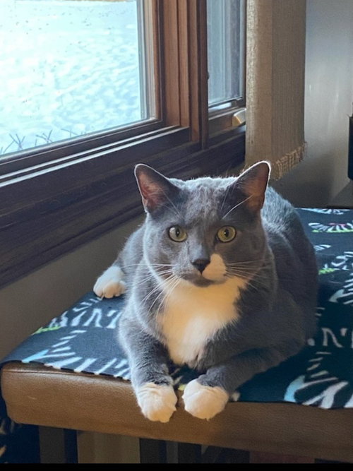 WHISKEY (FRONT DECLAW) - Domestic Short Hair available for adoption