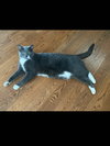 Whiskey (front declaw) - Photo 3
