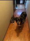 Whiskey (front declaw) - Photo 4