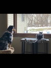 Whiskey (front declaw) - Photo 5