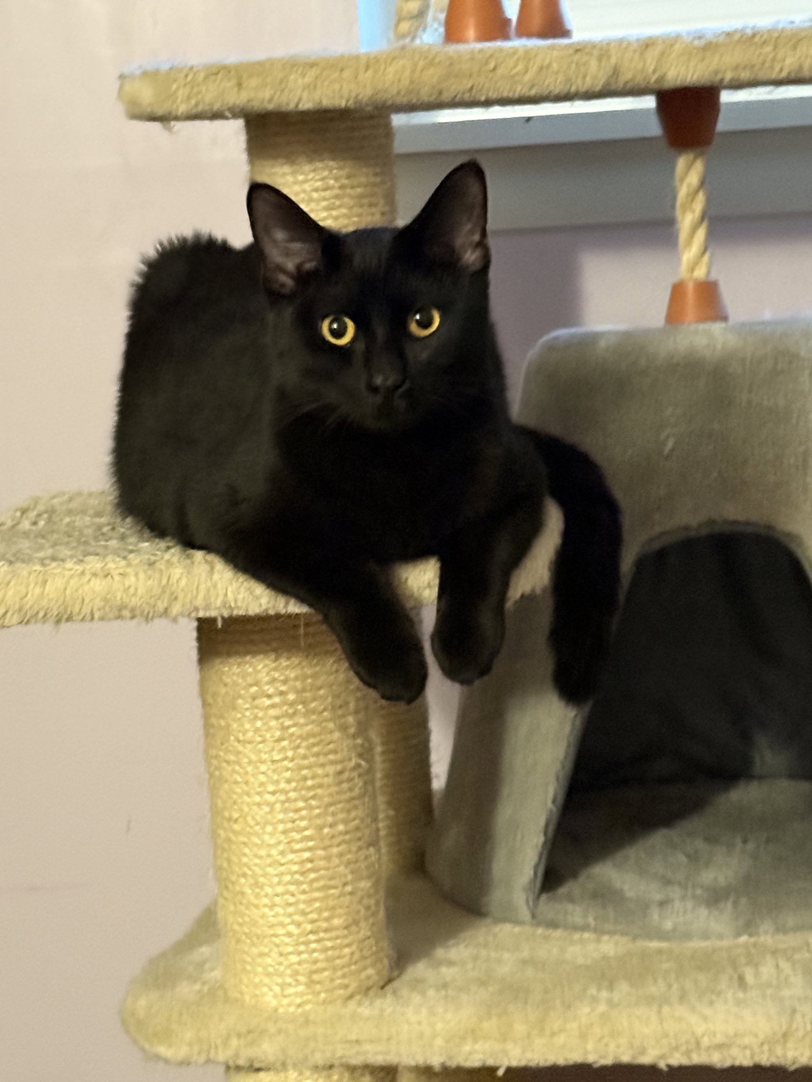 Susie  Domestic Short Hair (short coat) Female