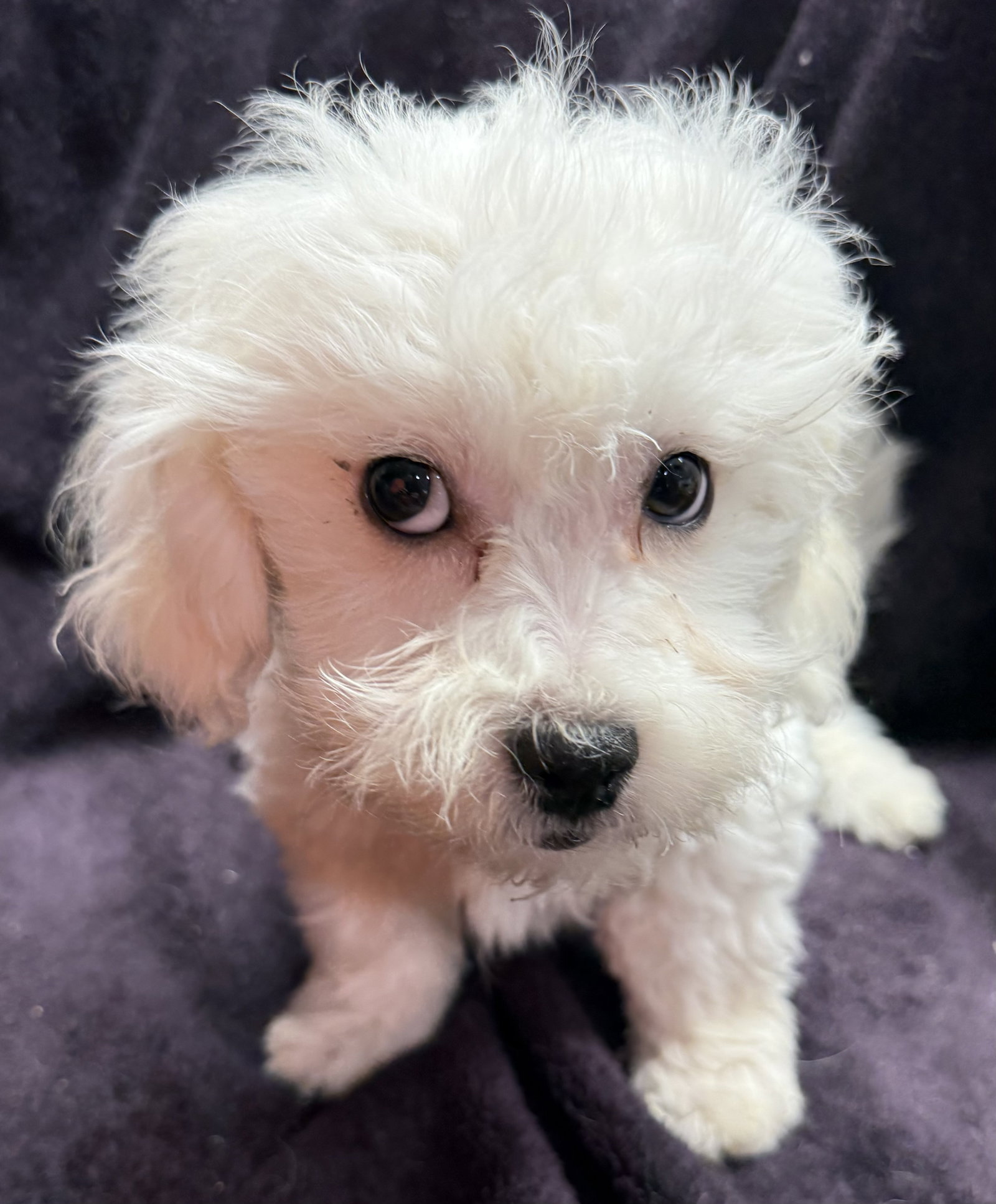 Tucker Small Shih Tzu / Mixed (long coat) Male