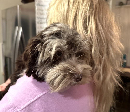 BLUEY - Schnauzer available for adoption