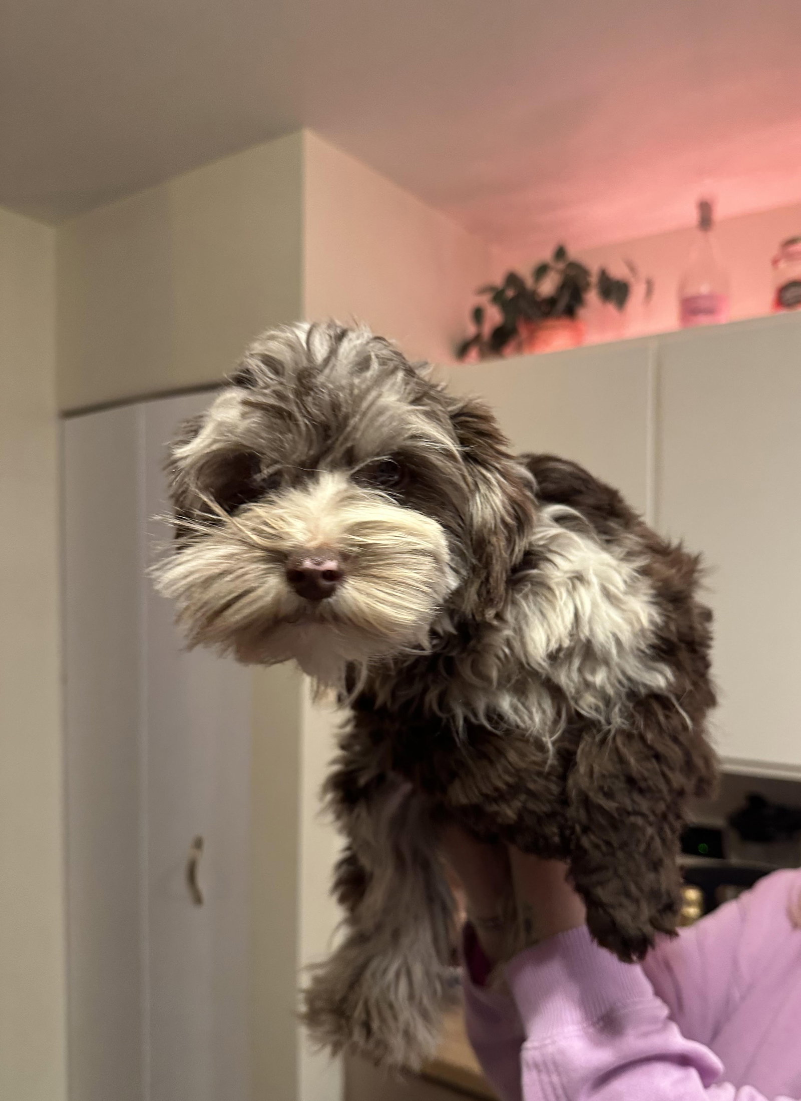Bluey Small Schnauzer (medium coat) Male