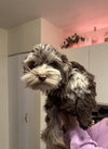 Bluey - Photo 1