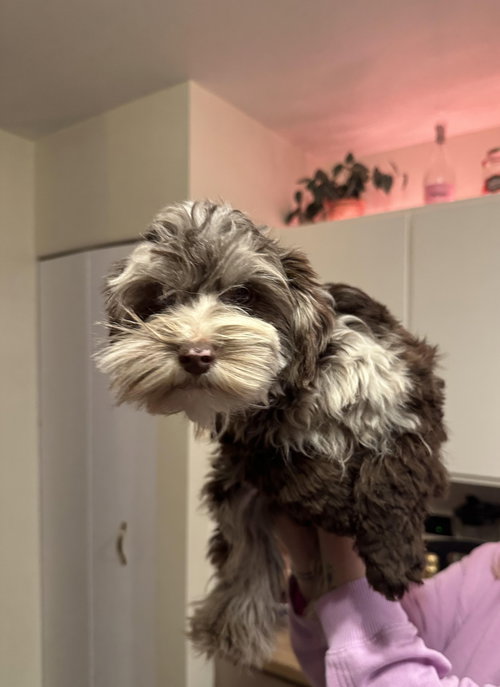 BLUEY - Schnauzer available for adoption
