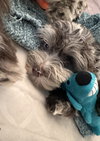 Bluey - Photo 3