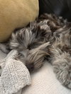 Bluey - Photo 4