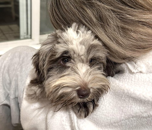 LOUIS - Schnauzer available for adoption