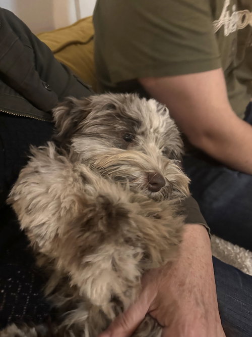 LOUIS - Schnauzer available for adoption