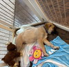 Winston - Photo 6