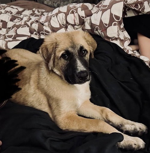 WINSTON - Great Pyrenees available for adoption