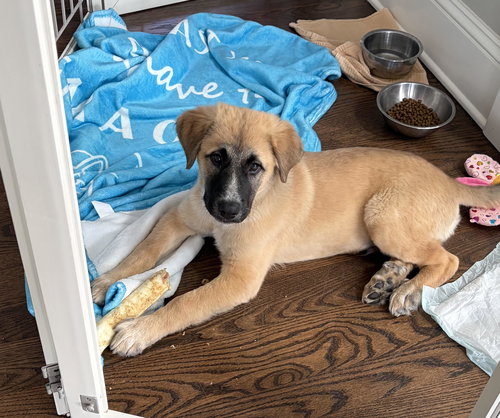WINSTON - Great Pyrenees available for adoption