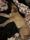 Winston - Photo 4