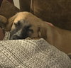 Winston - Photo 7