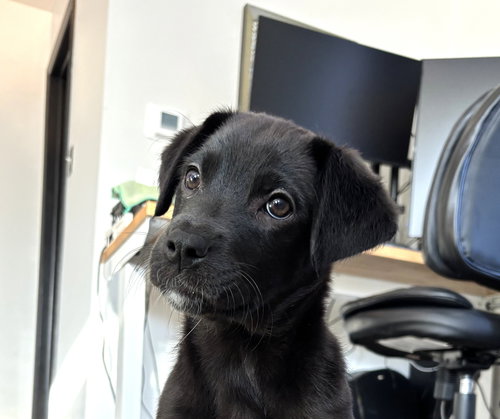 picture of the dog needing adoption