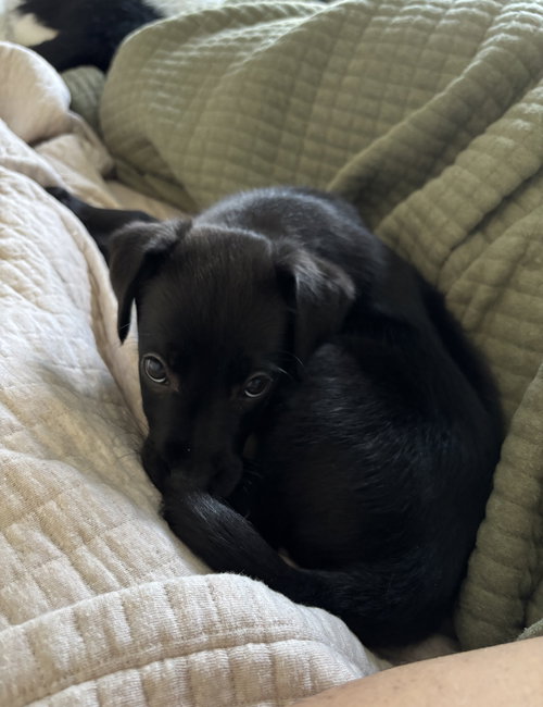 DOVE - Labrador Retriever / Australian Shepherd available for adoption
