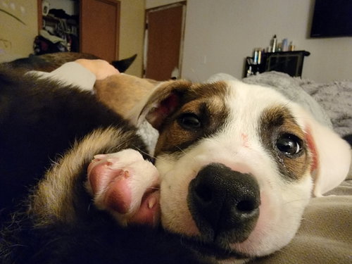 POLAR - Terrier available for adoption