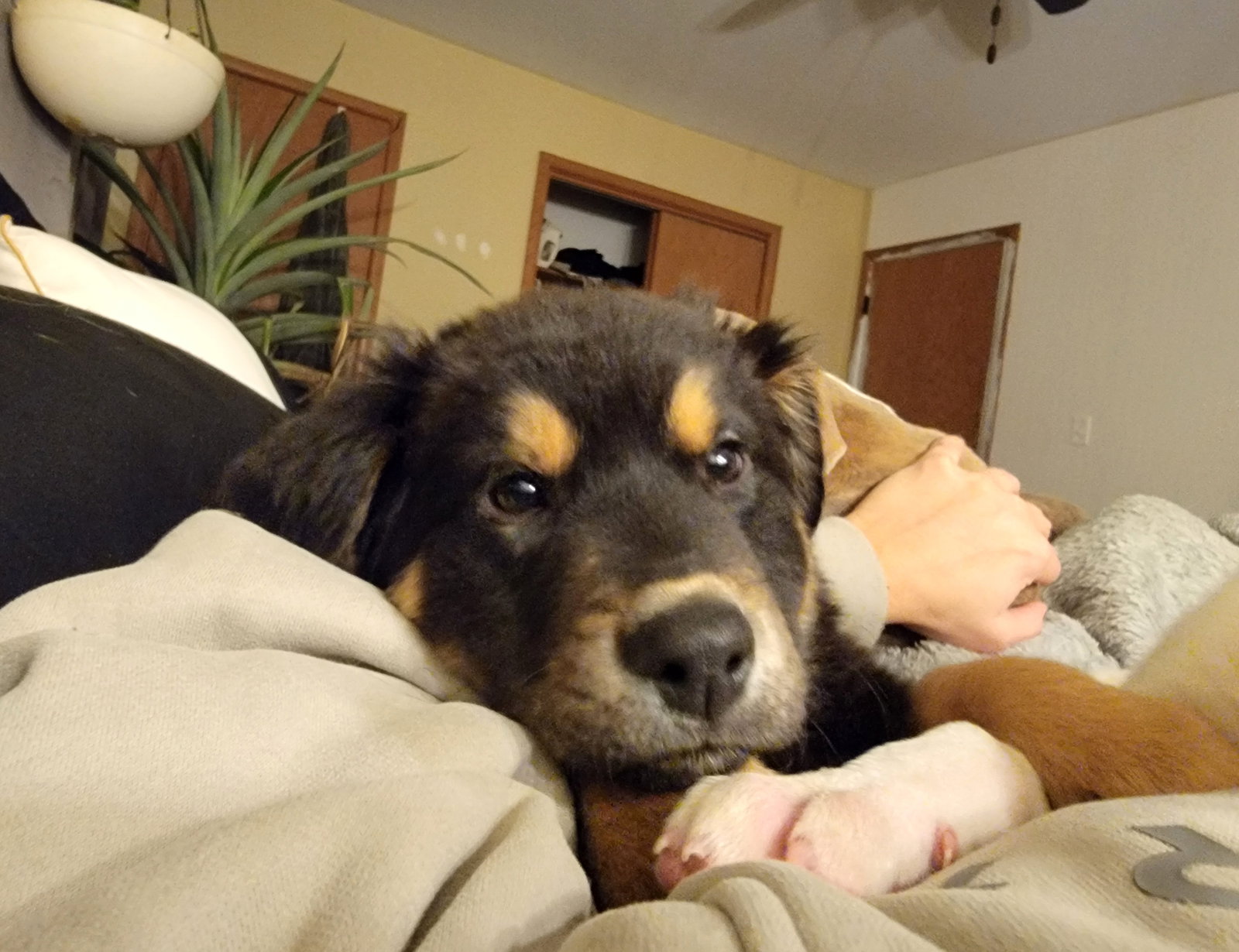 Curly Bear Large Mountain Dog / Mixed (medium coat) Male