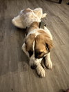 Musketeer - Photo 2