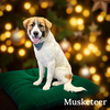 Musketeer - Photo 3