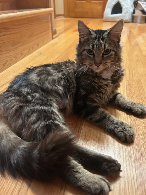 MONICA - Domestic Long Hair / Tabby available for adoption