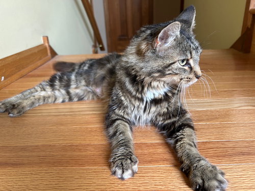 MONICA - Domestic Long Hair / Tabby available for adoption