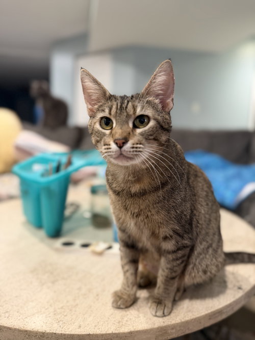 picture of the cat needing adoption