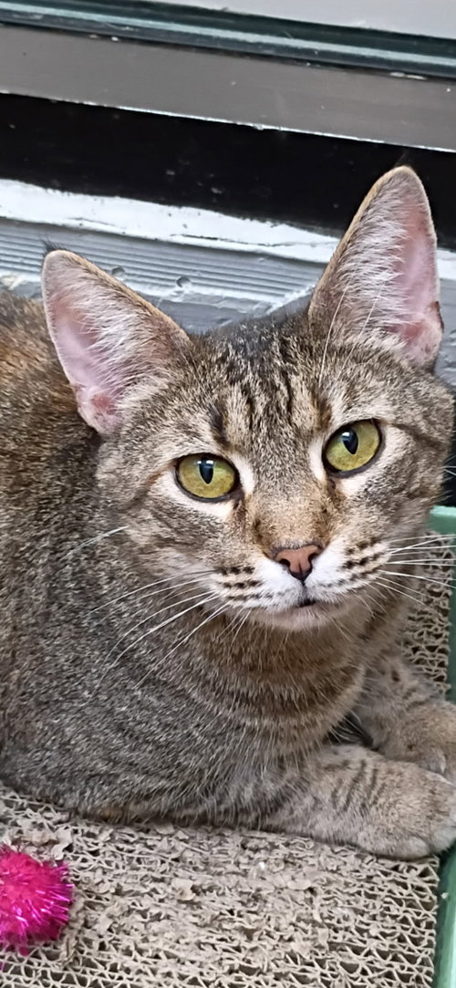 Ms. Frizzle, Adult Domestic Short Hair / Tabby (short coat), cat for adoption in Calumet City, Illinois