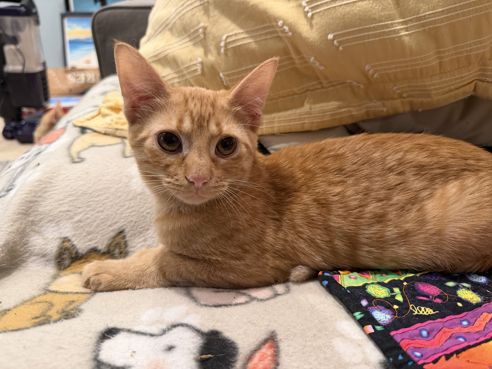 Clifford  Domestic Short Hair / Tabby (short coat) Male
