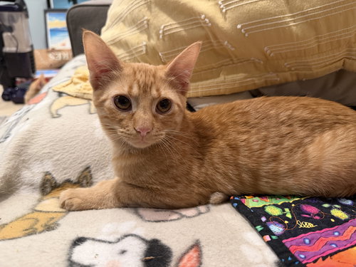 picture of the cat needing adoption