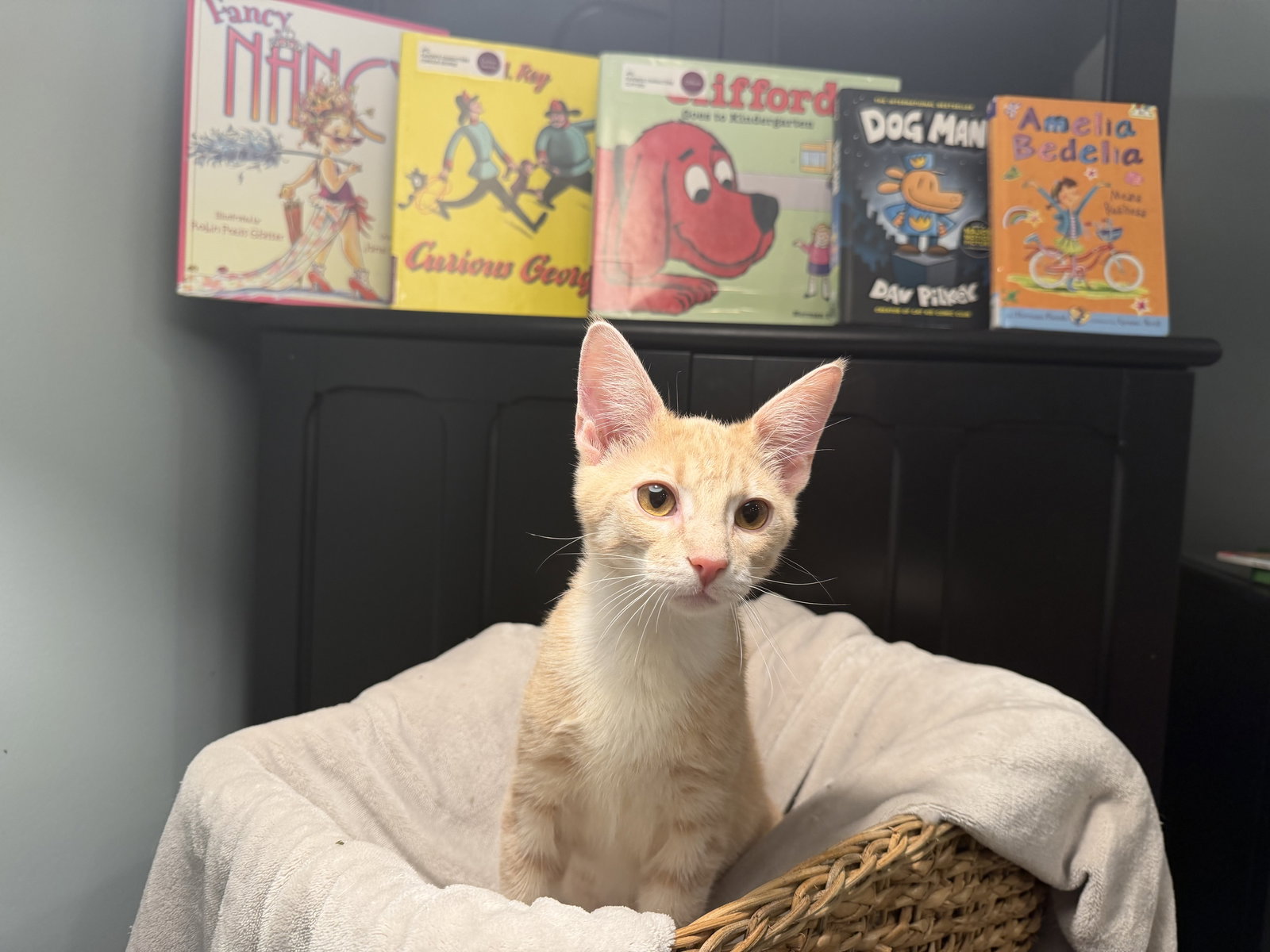 Curious George  Domestic Short Hair / Tabby (short coat) Male