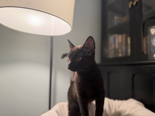 picture of the cat needing adoption