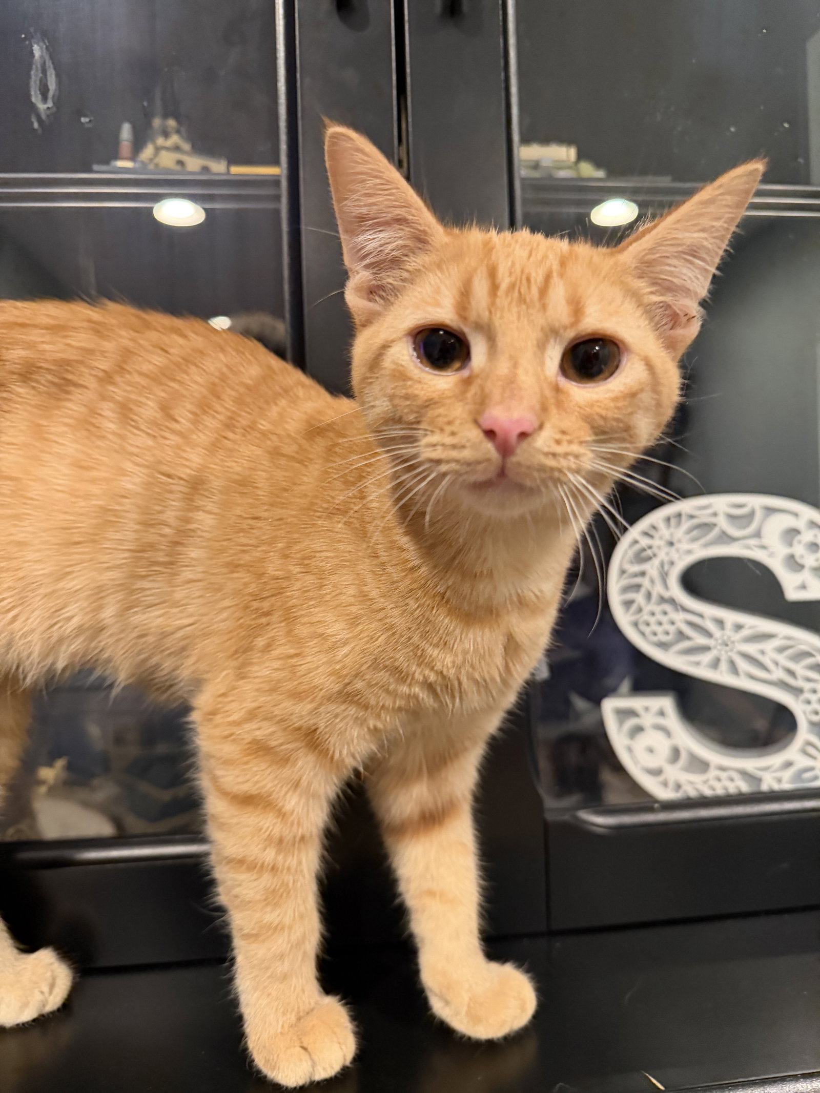 Fancy Nancy  Domestic Short Hair / Tabby (short coat) Female