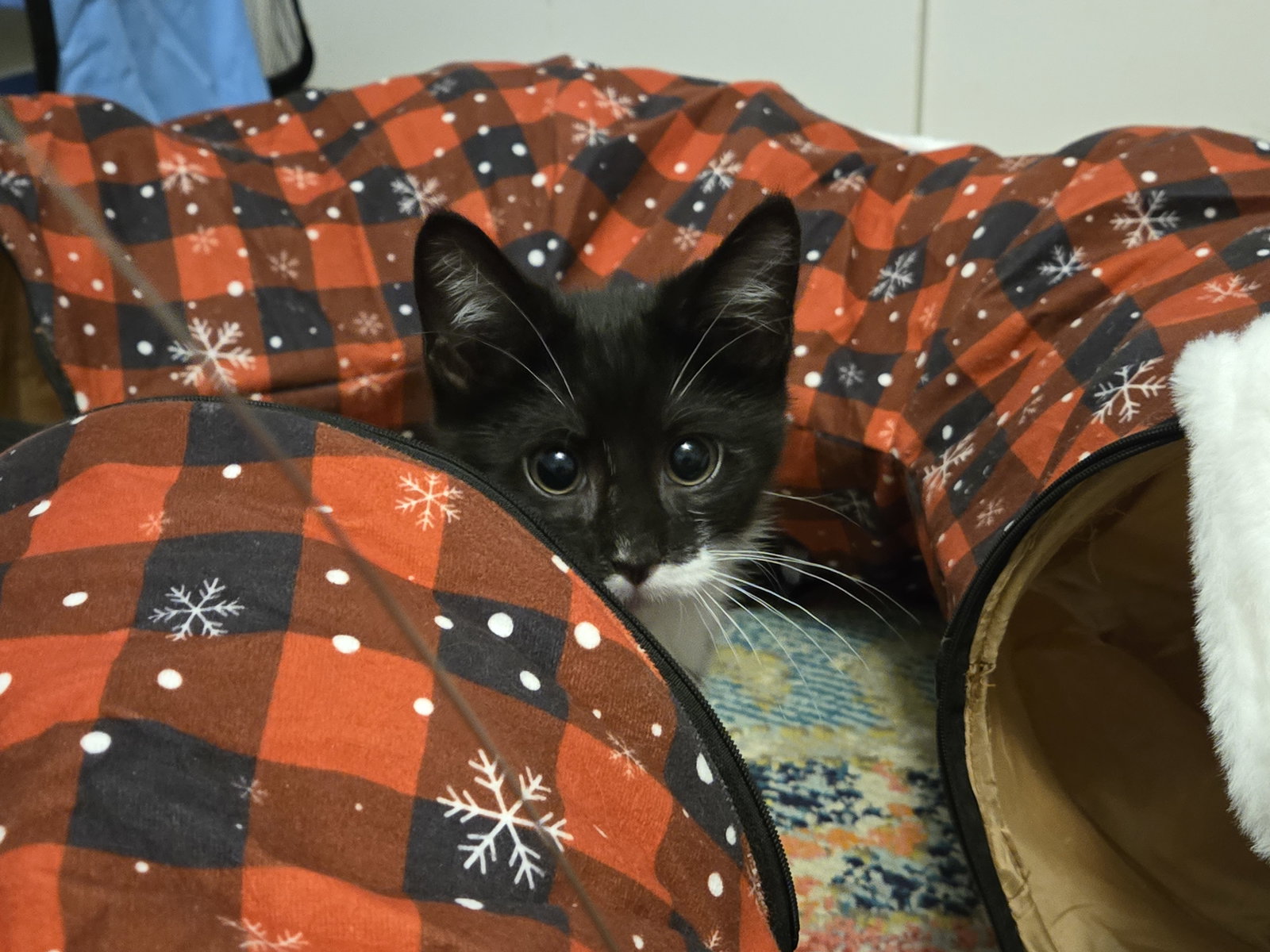 Linus (aka Sally)  Domestic Short Hair (short coat) Male