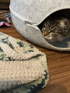 Sage - Photo 2