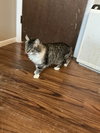 Sage - Photo 5