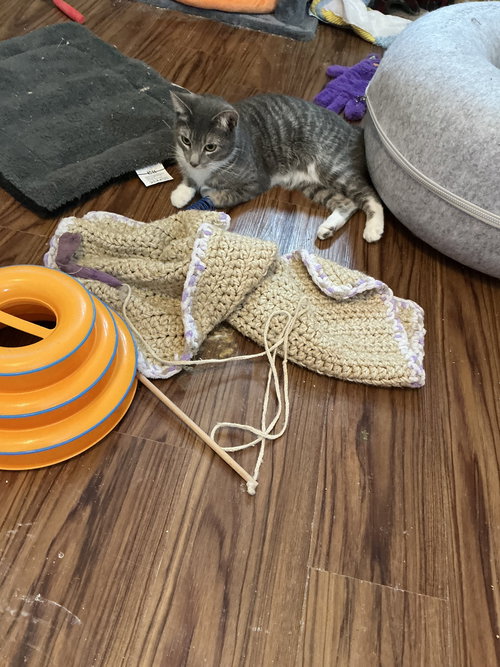 ANIKA (BOBTAIL) - Domestic Short Hair available for adoption