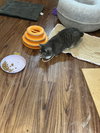 Anika (bobtail) - Photo 3
