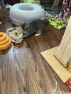 Anika (bobtail) - Photo 4