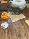 Anika (bobtail) - Photo 5
