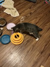 Anika (bobtail) - Photo 6