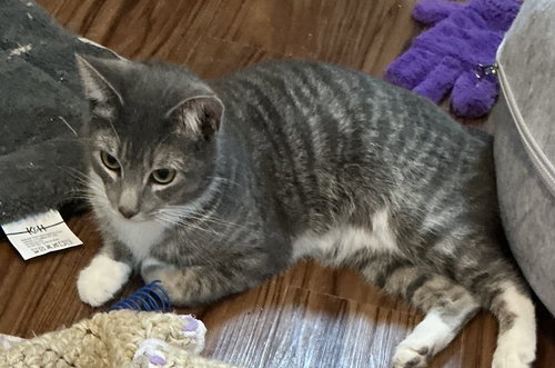 ANIKA (BOBTAIL) - Domestic Short Hair available for adoption