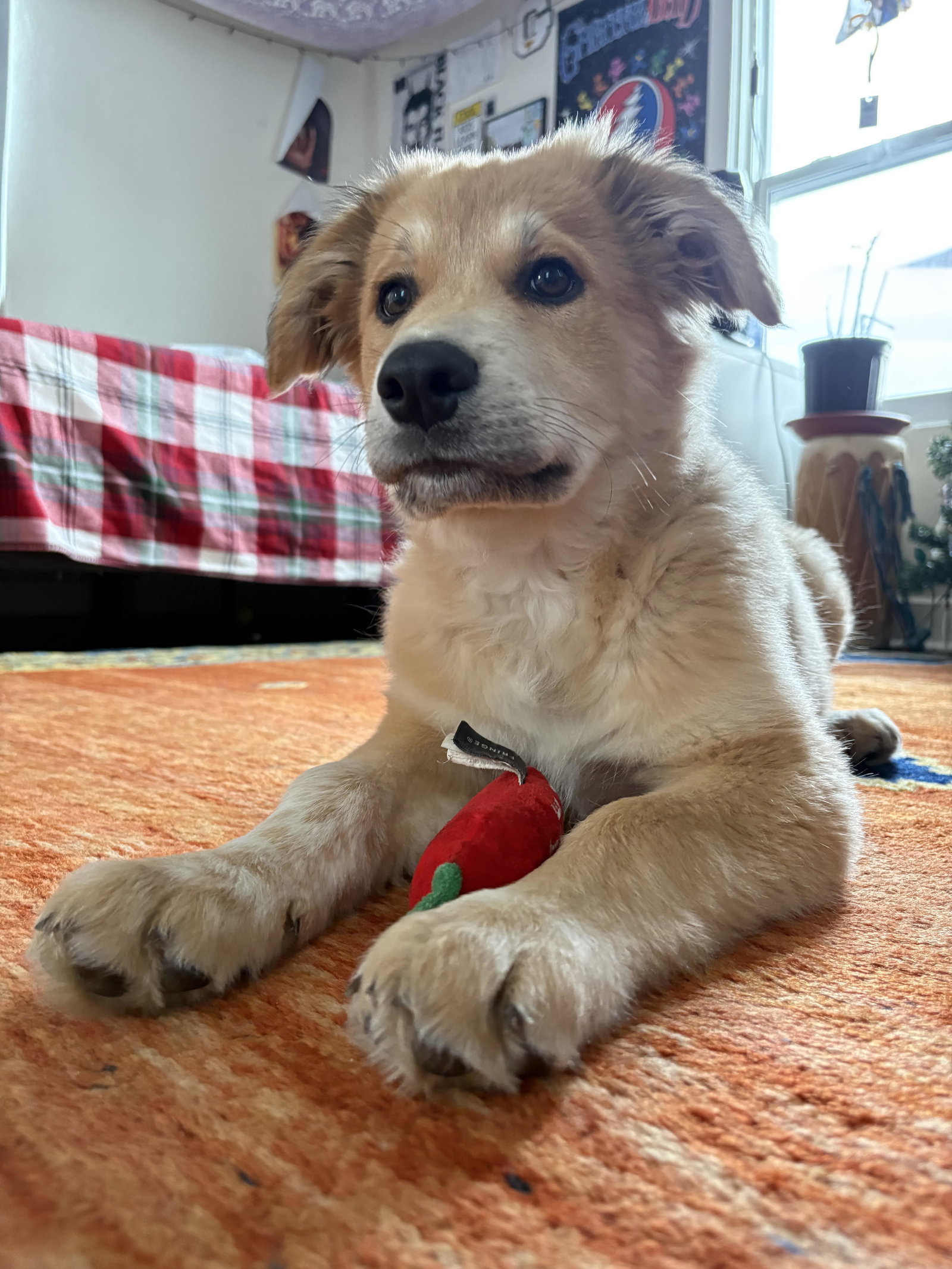 Cantrell X-Large Great Pyrenees / Mixed (medium coat) Male